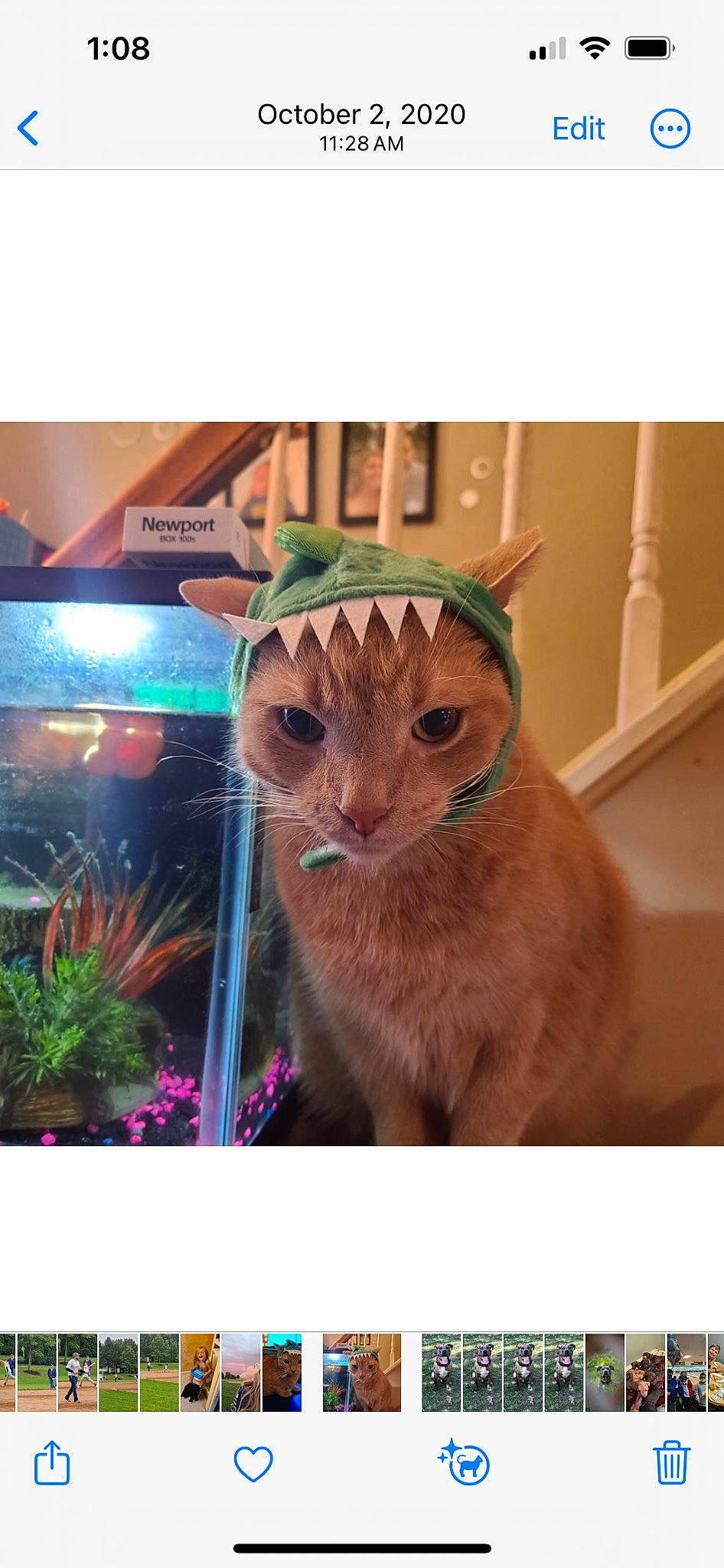 Sunny joined the competition — help win amazing prizes! carnivore, cat, eye, fashion_accessory, fawn, felidae, font, fur, grass, metal, plant, rectangle, selfie, small_to_medium_sized_cats, snout, tail, terrestrial_animal, whiskers, window, wood