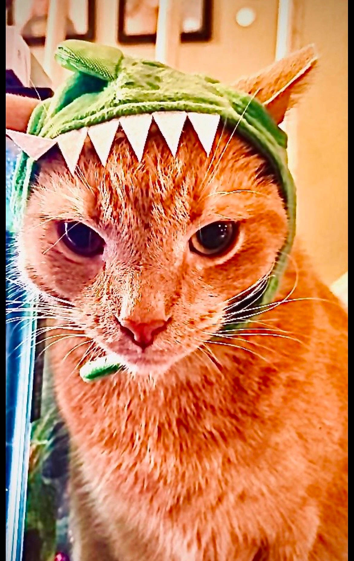 Sunny joined the competition — help win amazing prizes! carnivore, cat, collar, domestic_short_haired_cat, eye, fawn, felidae, fur, head, mammal, organism, peach, pet_supply, rectangle, small_to_medium_sized_cats, snout, tail, terrestrial_animal, vertebrate, whiskers