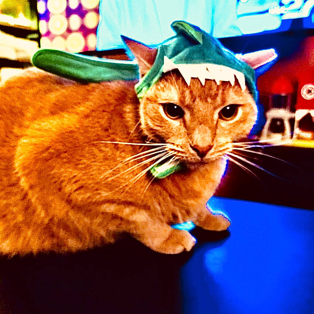 Sunny is registered to the contest to win money with this photo: carnivore, cat, cat_supply, domestic_short_haired_cat, electric_blue, fawn, felidae, font, fur, graphics, grass, paw, pet_supply, photo_caption, rectangle, small_to_medium_sized_cats, snout, tail, toy, whiskers