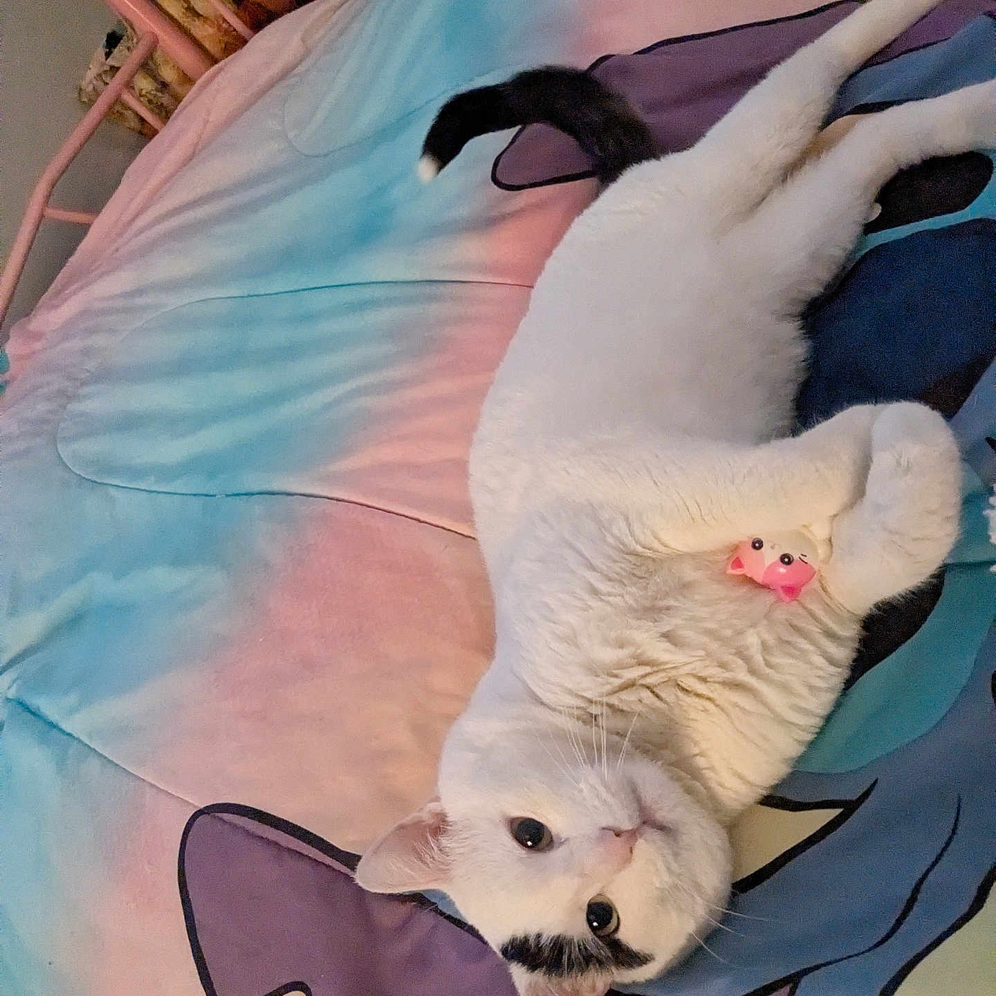 Loki is registered to the contest to win money with this photo: animal, bed, bedspread, black_tail_tip, blue, cat, cozy, cute, ears, feline, indoor, looking_at_camera, pastel_colors, pet, pink, purple, relaxed, toy, whiskers, white_cat