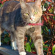 Cassiopée a rejoint le concours — aidez-le/la à gagner de superbes lots ! cat, tabby, feline, green_eyes, collar, outdoor, fence, wood, plant, leaves, sunlight, autumn, nature, walking, pet, animal, closeup, daylight, garden, stripes