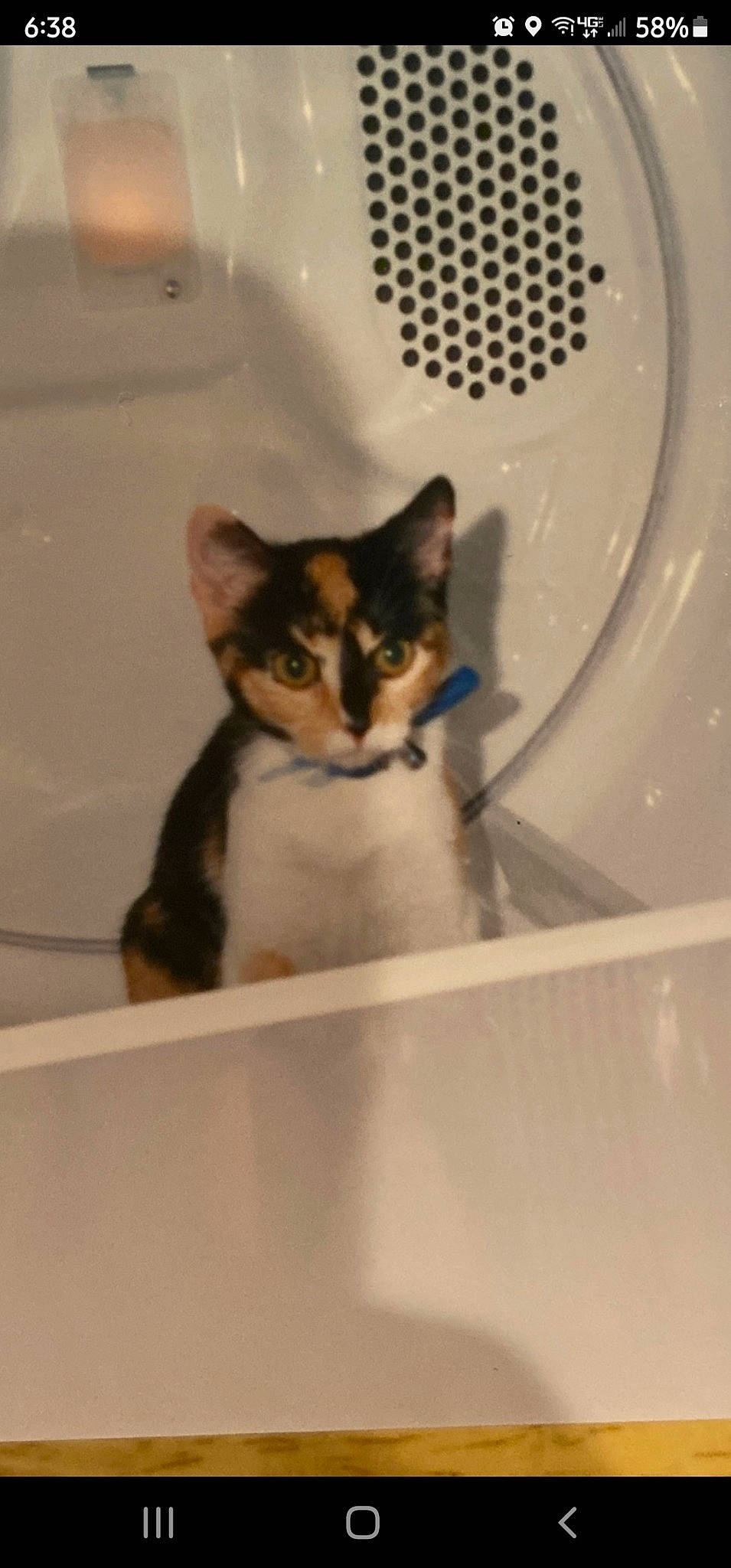 Kallie is registered to the contest to win money with this photo: bathroom_sink, box, cardboard, carnivore, cat, ceramic, circle, domestic_short_haired_cat, felidae, fur, gas, pet_supply, plumbing, plumbing_fixture, sink, small_to_medium_sized_cats, snout, tail, tap, whiskers