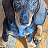 adorable, animal, black, brown, companion, curious, cute, dachshund, dog, domestic_animal, ears, fur, indoor, looking_up, paws, pet, puppy, small, wooden_floor, young