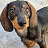 adorable, animal, black, brown, canine, curious, dachshund, dog, ears, eyes, face, fur, looking_up, outdoor, pavement, pet, puppy, short_legs, snout, young