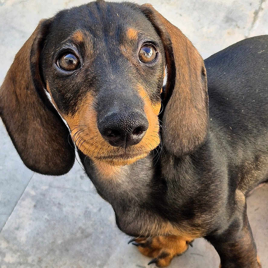 Balzak a rejoint le concours — aidez-le/la à gagner de superbes lots ! dog, dachshund, puppy, pet, animal, canine, black_and_tan, looking_up, outdoor, stone_pavement, cute, small_dog, ears, fur, young, eyes, portrait, mammal, standing, adorable