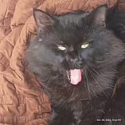 Otis joined the competition — help win amazing prizes! animal, black_cat, blanket, cat, close_up, cozy, cute, domestic_cat, ears, feline, fluffy, fur, indoor, mouth_open, pet, relaxed, resting, sleepy, tongue_out, whiskers