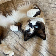 Olaf a rejoint le concours — aidez-le/la à gagner de superbes lots ! cat, blue_eyes, fluffy, white_fur, black_markings, brown_fur, pet, animal, lying_down, soft_texture, blanket, indoor, cute, relaxed, whiskers, paw, close_up, portrait, feline, resting