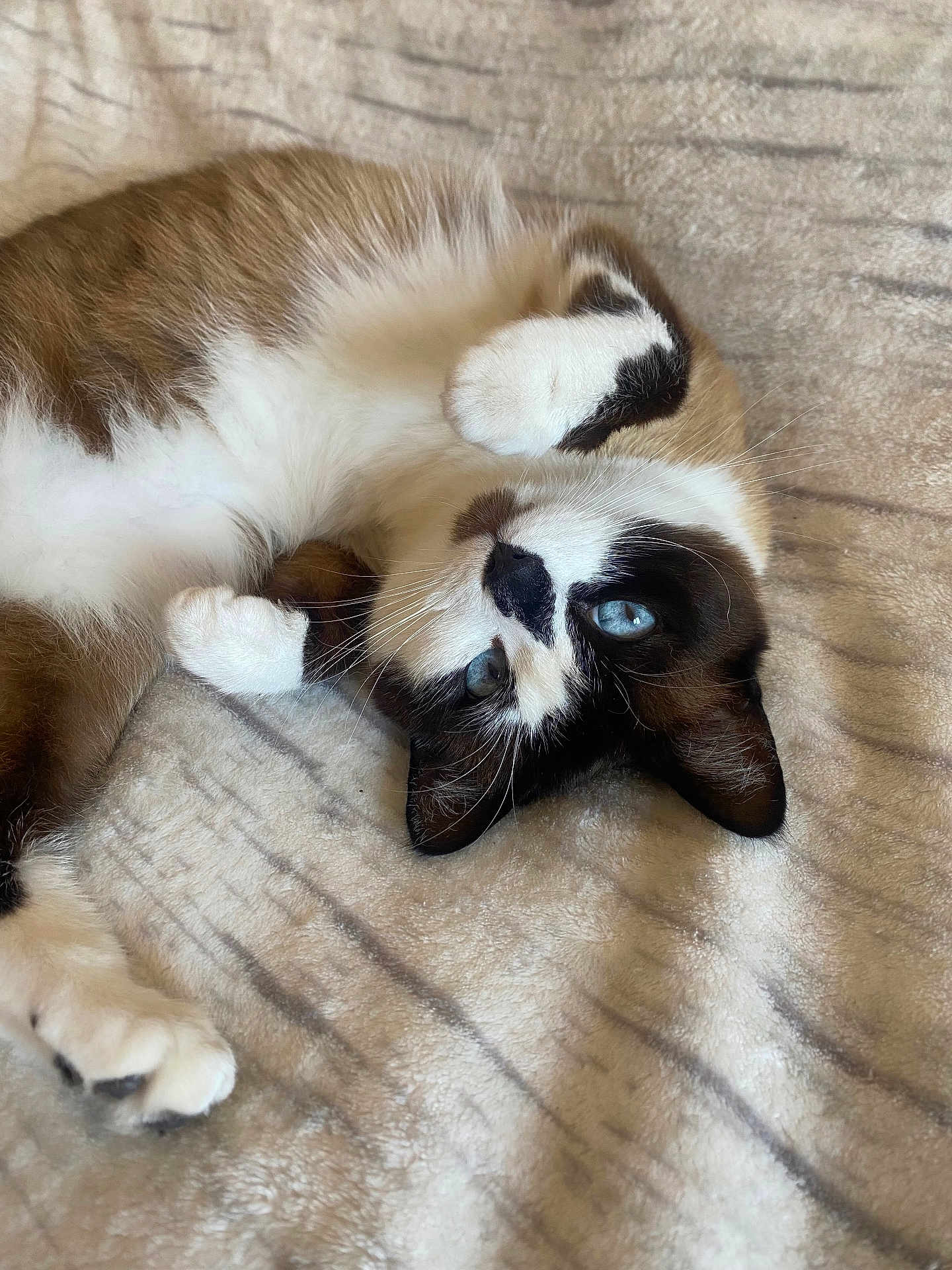 Olaf