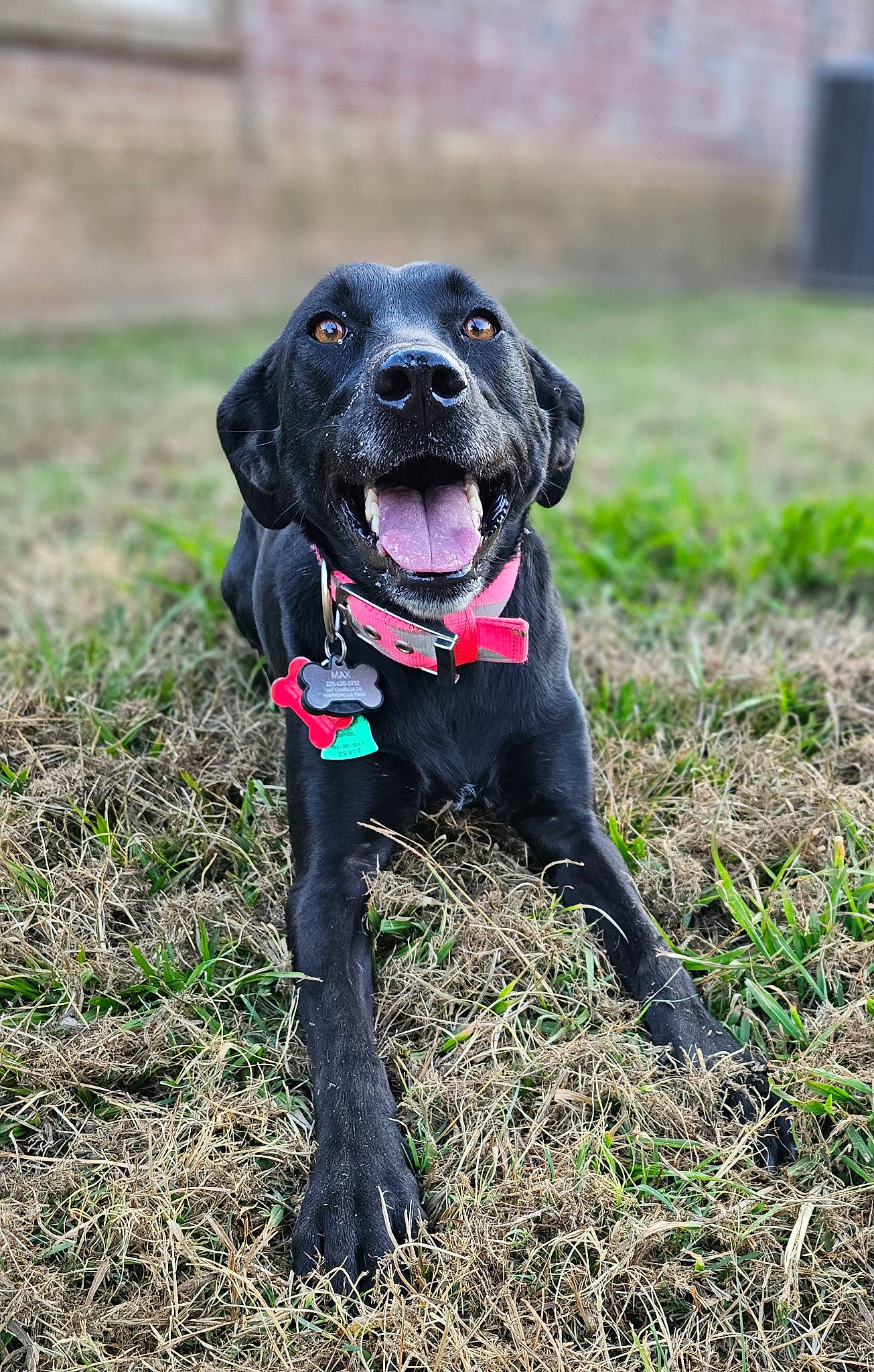 Max joined the competition — help win amazing prizes! borador, canidae, carnivore, collar, companion_dog, dog, dog_breed, dog_collar, dog_supply, grass, guard_dog, gun_dog, personal_protective_equipment, pet_supply, plant, retriever, snout, sporting_group, tail, working_animal