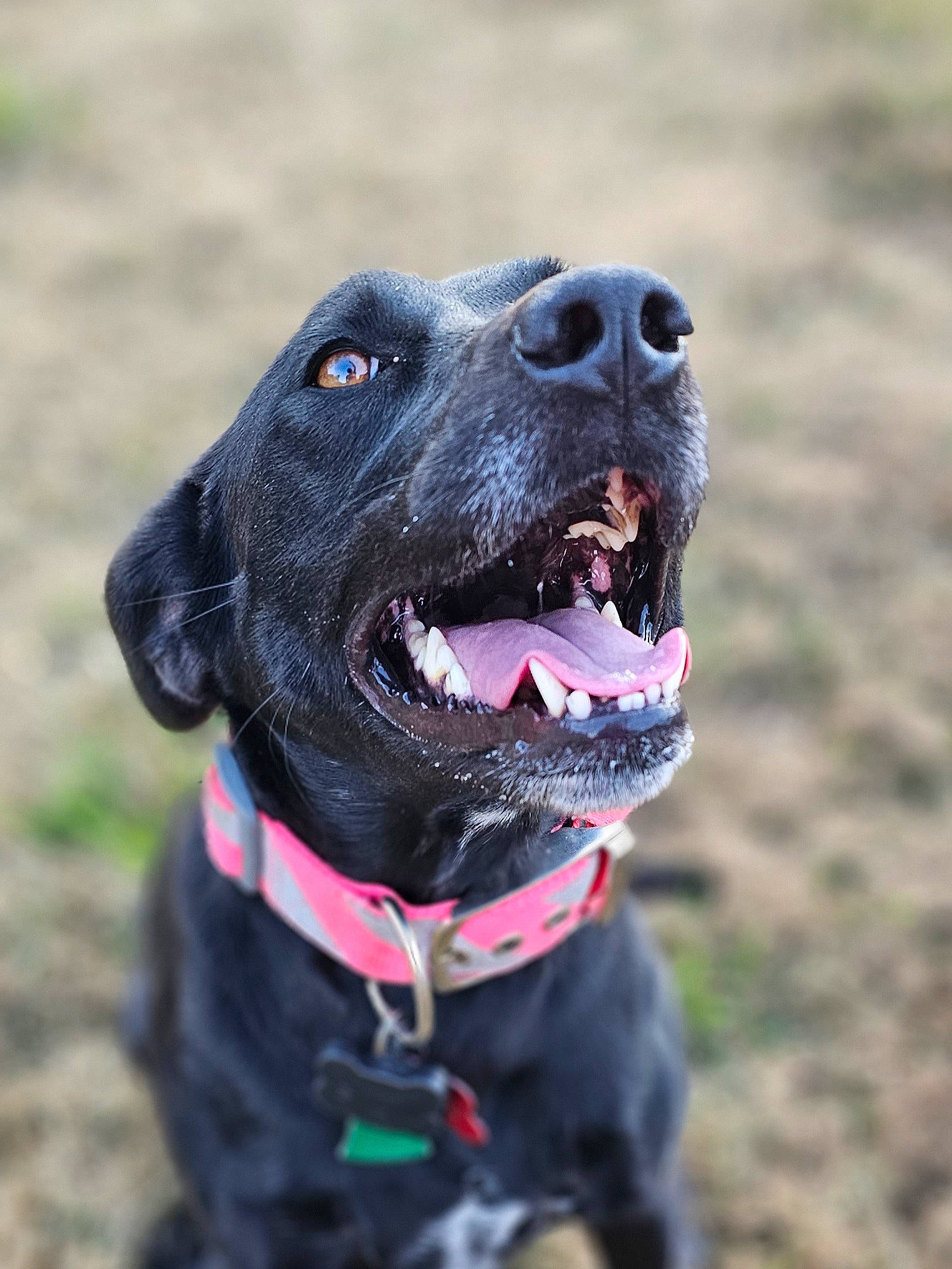 Max is registered to the contest to win money with this photo: borador, canidae, carnivore, collar, companion_dog, dog, dog_breed, dog_collar, fawn, grass, gun_dog, leash, liver, personal_protective_equipment, pointing_breed, retriever, snout, sporting_group, whiskers, working_animal