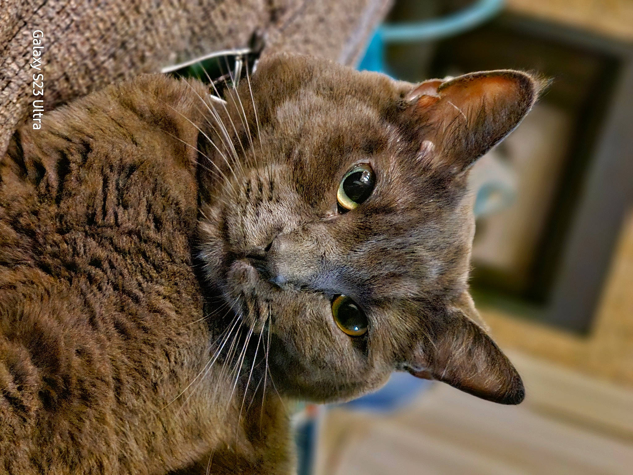 Buck joined the competition — help win amazing prizes! carnivore, cat, close_up, domestic_short_haired_cat, fawn, felidae, fur, plant, russian_blue, small_to_medium_sized_cats, snout, terrestrial_animal, whiskers, wildlife