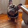 animal, black, brown, canine, companion, curtain, cute, dog, domestic, ears, eyes, floor, french_bulldog, home, indoor, looking_up, pet, small_dog, table_leg, wooden_floor