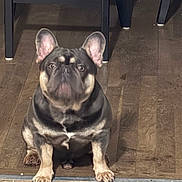 Pablo Escobar is registered to the contest to win money with this photo: alert, animal, black, brown, canine, chair_legs, companion, cute, dog, domestic, ears, floor, french_bulldog, front_paws, indoor, looking, pet, portrait, sitting, wooden_floor