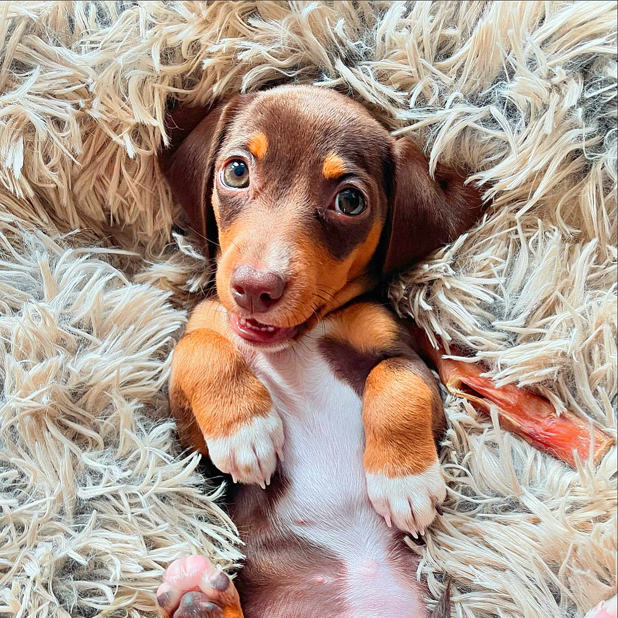 Dahlia Wolfe joined the competition — help win amazing prizes! animal, ball, beagle, blanket, canine, cockerspaniel, dog, face, head, hound, labradorretriever, person, pet, photography, pointer, portrait, puppy, sleeping, snout, terrier