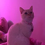 Magnolia joined the competition — help win amazing prizes! animal, cat, collar, cozy, cute, domestic_cat, feline, fluffy, furry, heart_tag, indoor, pet, pink_background, pink_lighting, plush_bed, portrait, relaxed, sitting, soft_lighting, white_cat