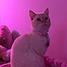 animal, cat, collar, cozy, cute, domestic_cat, feline, fluffy, furry, heart_tag, indoor, pet, pink_background, pink_lighting, plush_bed, portrait, relaxed, sitting, soft_lighting, white_cat