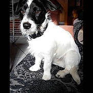Pilou a rejoint le concours — aidez-le/la à gagner de superbes lots ! dog, puppy, black_and_white, sitting, indoors, wooden_interior, rug, patterned_rug, pet, animal, portrait, collar, floppy_ears, white_fur, black_fur, sunlight, cabin, home, floor, photograph
