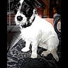 dog, puppy, black_and_white, sitting, indoors, wooden_interior, rug, patterned_rug, pet, animal, portrait, collar, floppy_ears, white_fur, black_fur, sunlight, cabin, home, floor, photograph