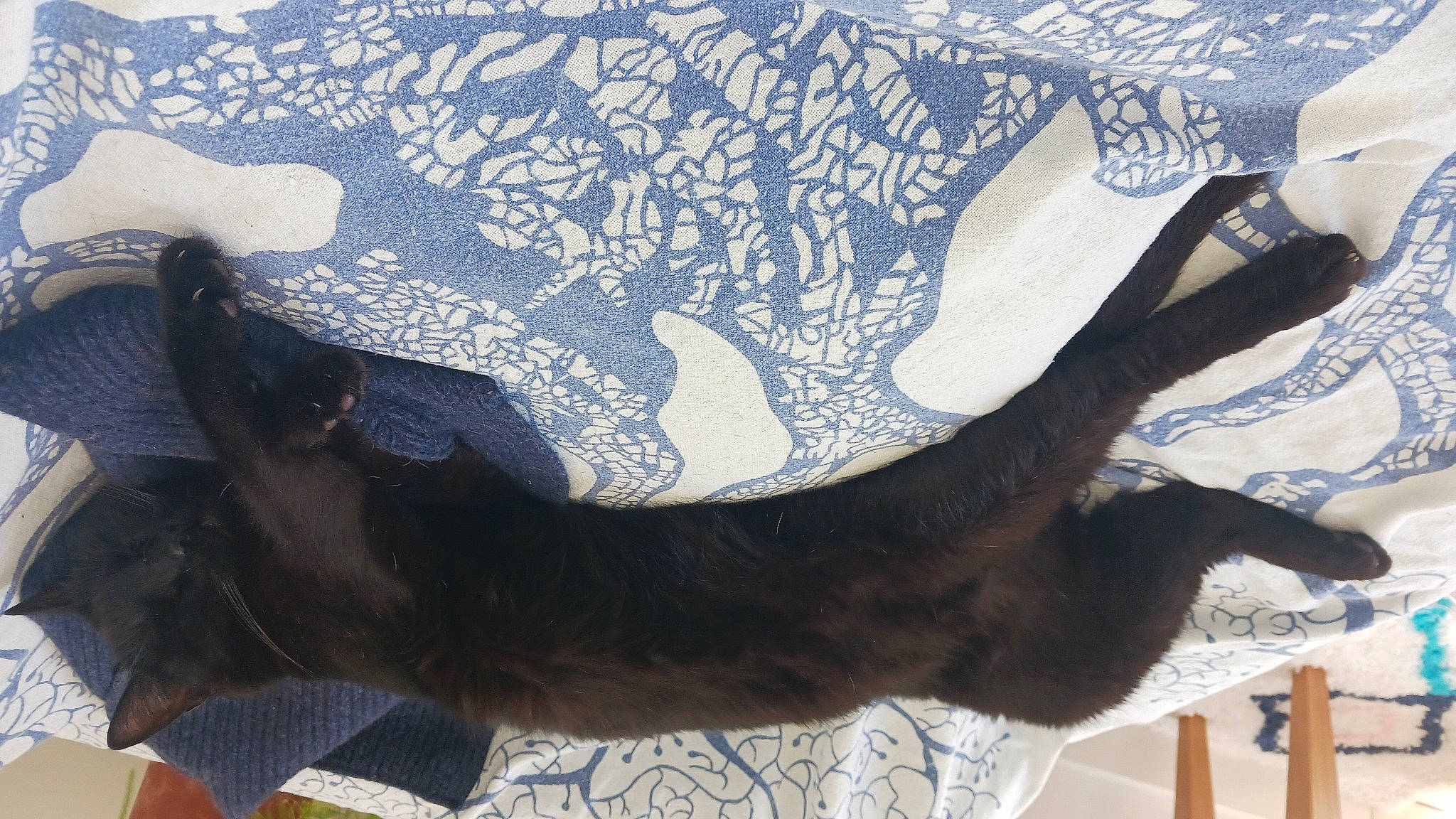 Filou participe au concours pour gagner de l'argent avec cette photo : canidae, carnivore, collar, comfort, companion_dog, dog, dog_breed, electric_blue, fashion_accessory, fawn, fur, human_leg, liver, pattern, sleeve, snout, sporting_group, tail, terrestrial_animal, working_animal