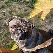 Loki is registered to the contest to win money with this photo: dog, pug, pet, outdoor, grass, wood, sunlight, animal, canine, fur, collar, closeup, looking_up, portrait, daylight, nature, expression, small_dog, cute, pet_animal