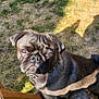 dog, pug, pet, outdoor, grass, wood, sunlight, animal, canine, fur, collar, closeup, looking_up, portrait, daylight, nature, expression, small_dog, cute, pet_animal