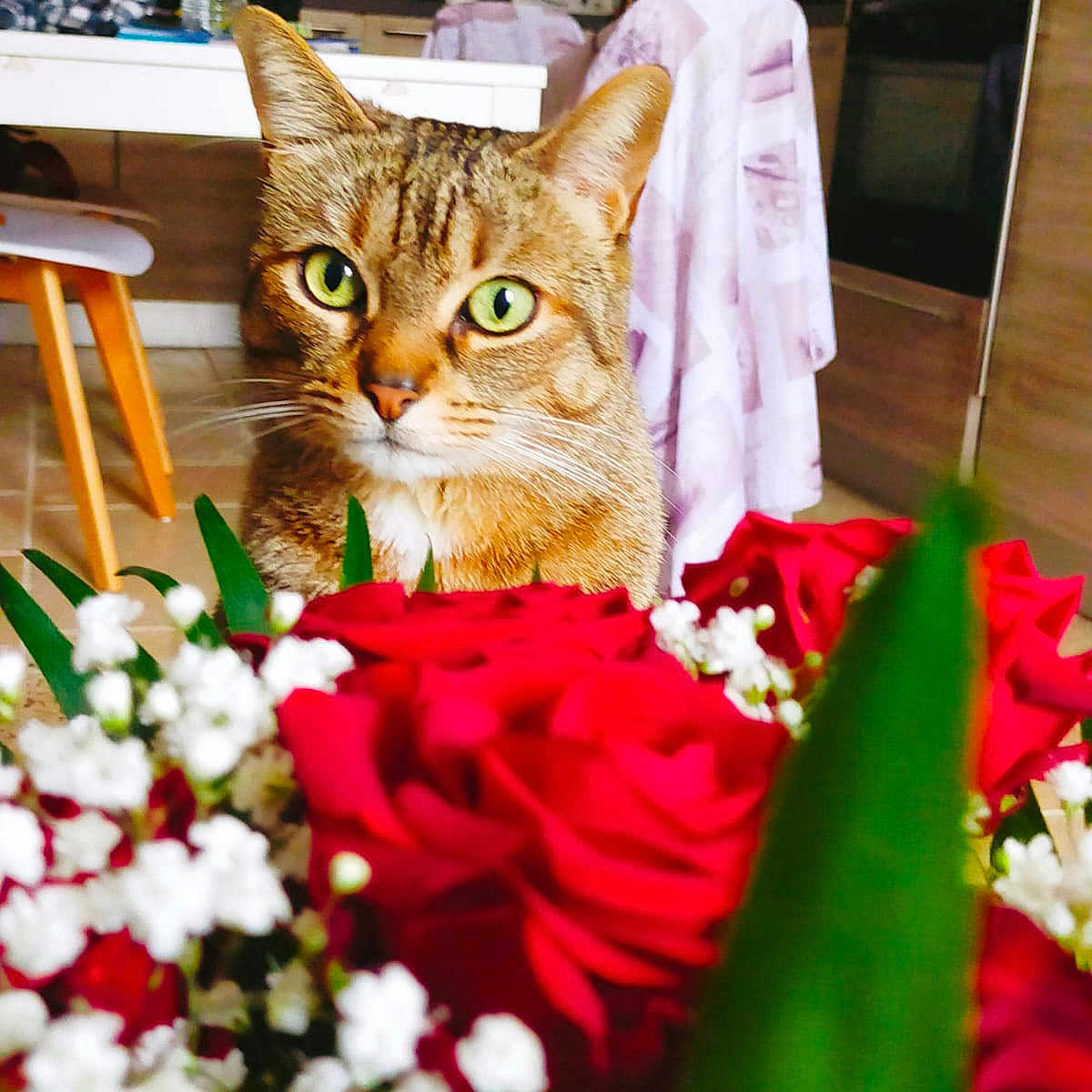 Maytica a rejoint le concours — aidez-le/la à gagner de superbes lots ! baby's_breath, bouquet, cat, chair, close_up, colorful, curious, domestic_animal, flowers, furniture, green_eyes, household, indoor, kitchen, pet, plant, red_roses, tabby_cat, table, water_bottle