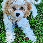 Remington is registered to the contest to win money with this photo: puppy, dog, grass, outdoor, curly_fur, pet, animal, cute, harness, brown_and_white, lying_down, nature, young_dog, fluffy, close_up, summer, greenery, playful, adorable, canine