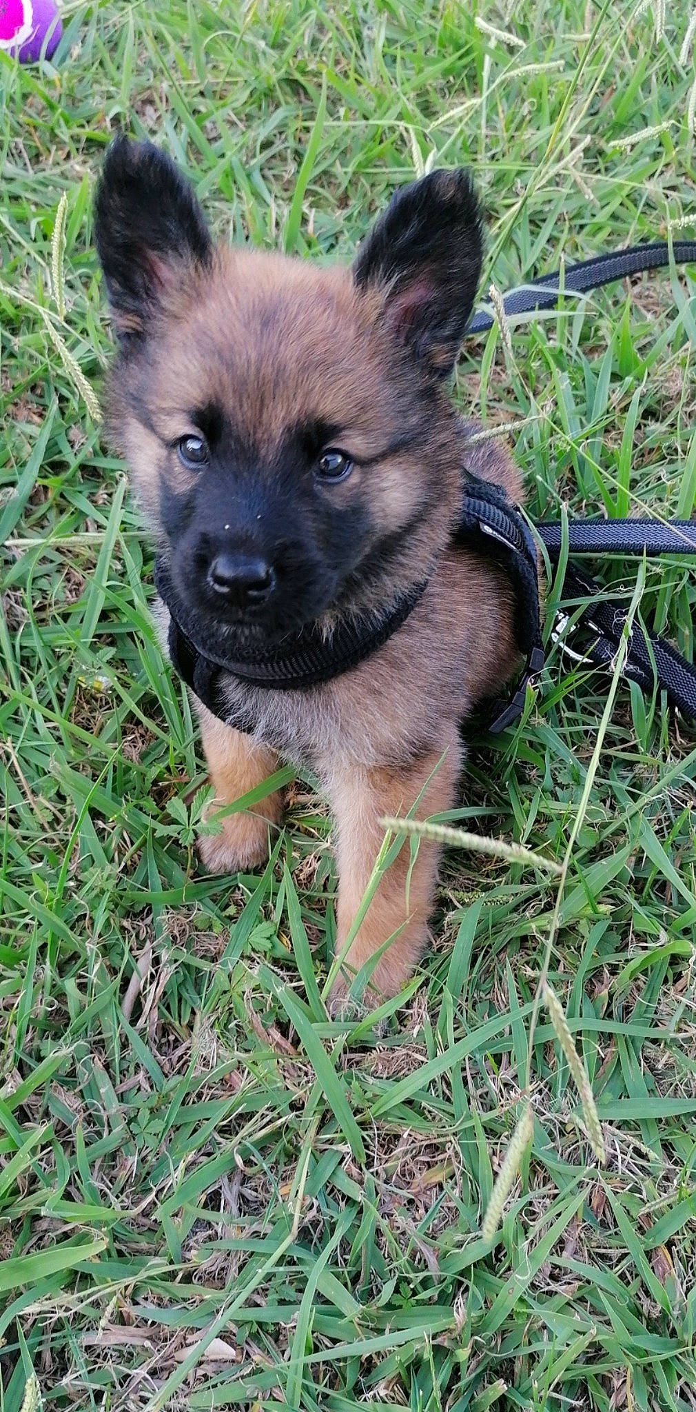 Rex a rejoint le concours — aidez-le/la à gagner de superbes lots ! belgian_shepherd, belgian_shepherd_malinois, bohemian_shepherd, canidae, carnivore, dog, dog_breed, fawn, german_shepherd_dog, king_shepherd, mammal, old_german_shepherd_dog, puppy, rare_breed_dog, shiloh_shepherd_dog, tervuren, vertebrate