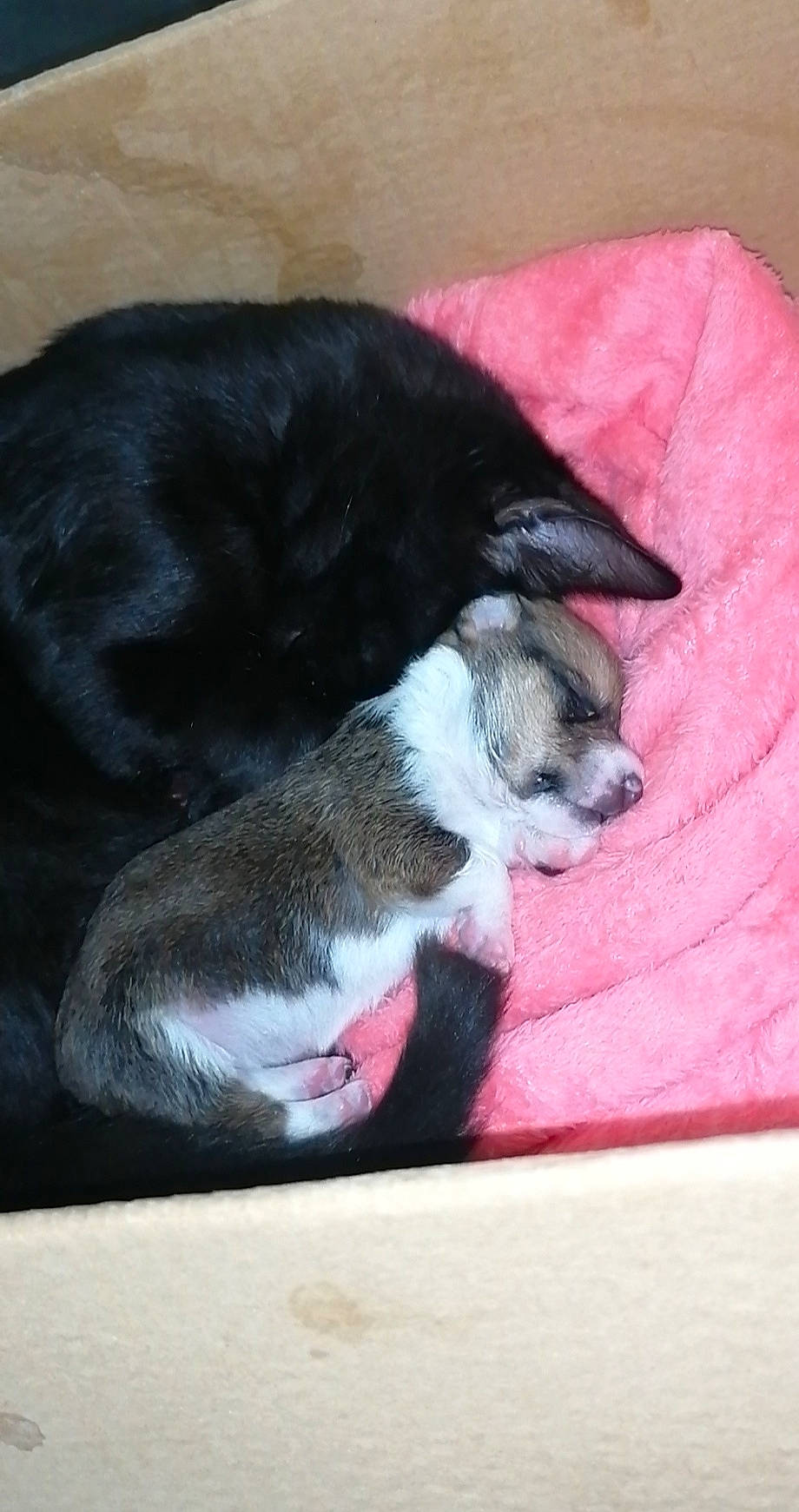 Roxi a rejoint le concours — aidez-le/la à gagner de superbes lots ! canidae, carnivore, cat, dog, dog_breed, felidae, kitten, mammal, nap, paw, puppy, siberian_husky, small_to_medium_sized_cats, tail, vertebrate, whiskers