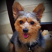 Buddy is registered to the contest to win money with this photo: dog, small_dog, fluffy_fur, ears, tongue_out, carpet, plush_toy, indoor, pet, animal, cute, happy, close_up, collar, fur_texture, domestic, smiling_dog, toy, table_leg, companion