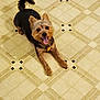Buddy is registered to the contest to win money with this photo: dog, pet, happy, playful, floor, tile, indoor, animal, canine, tongue_out, brown, black, fur, collar, tag, small_dog, cute, smiling, four_legs, ears_up