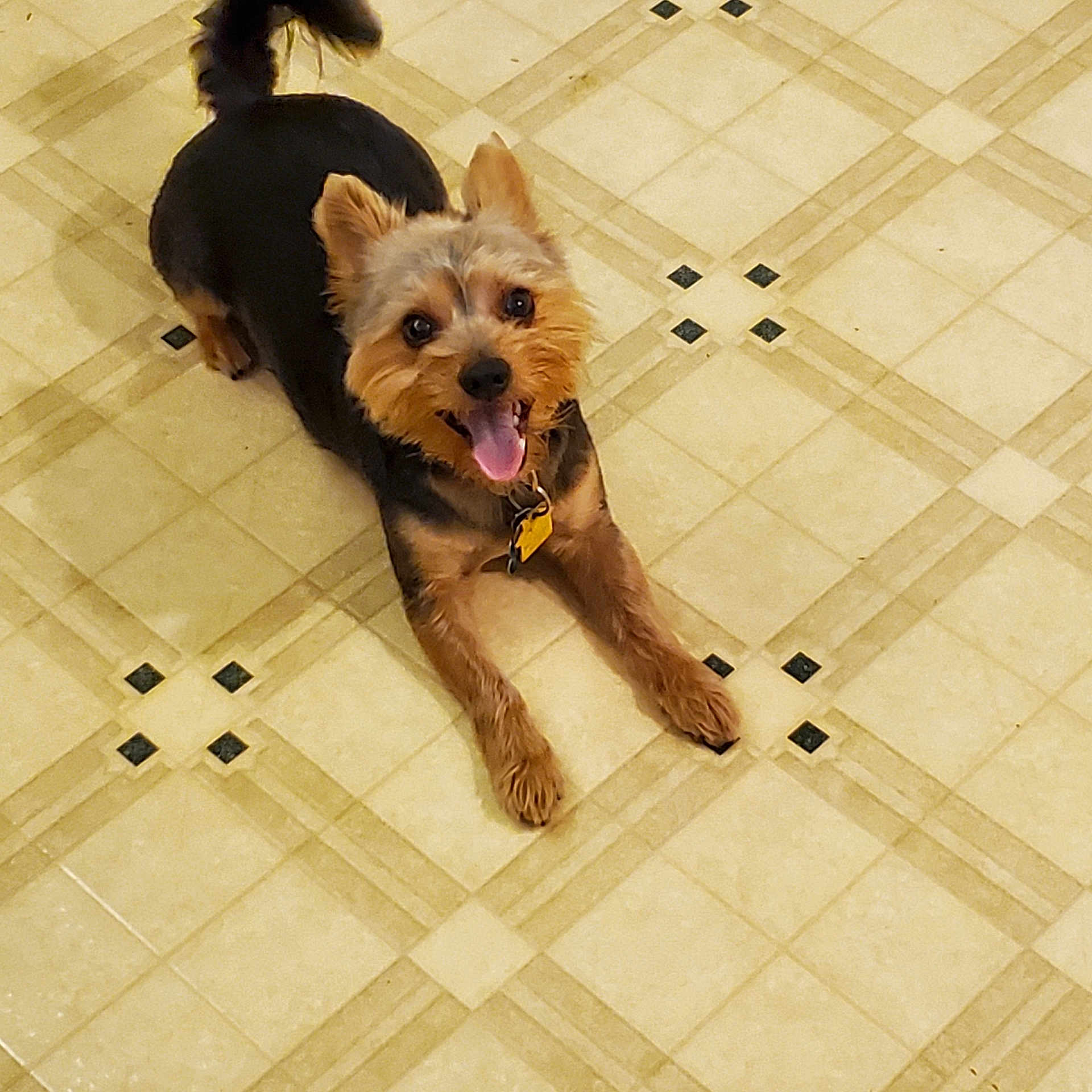 Buddy is registered to the contest to win money with this photo: animal, black, brown, canine, collar, cute, dog, ears_up, floor, four_legs, fur, happy, indoor, pet, playful, small_dog, smiling, tag, tile, tongue_out