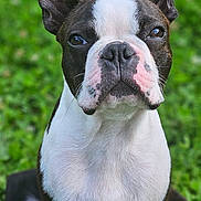 Love participe au concours pour gagner de l'argent avec cette photo : dog, boston_terrier, pet, animal, canine, portrait, outdoor, grass, greenery, ears, face, fur, sitting, looking, close_up, nature, cute, alert, expression, muzzle