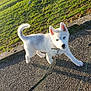 Usko participe au concours pour gagner de l'argent avec cette photo : puppy, dog, white_dog, leash, outdoor, green_field, sidewalk, sunlight, grass, walking, pet, young_dog, ears, tail, nature, summer, cute, animal, canine, daytime