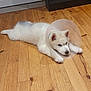 puppy, dog, cone, protective_collar, wooden_floor, indoor, pet, animal, laying_down, white_fur, cute, young, ears, flooring, resting, adorable, fur, canine, domestic_animal, home