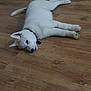 puppy, dog, white_dog, collar, floor, wooden_floor, lying_down, pet, animal, indoor, relaxed, canine, young_dog, fur, cute, domestic_animal, sleepy, resting, laying, companion