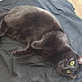 black_cat, cat, pet, animal, feline, yellow_eyes, fur, lying_down, relaxed, indoor, floor, wood_floor, fabric, curious, mischievous, whiskers, ears, tail, soft, cute
