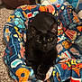 black_cat, cat, pet, animal, feline, bed, plush_bed, colorful, patterned, carpet, stuffed_animals, cozy, indoor, relaxed, cute, looking_at_camera, yellow_eyes, soft, comfort, furry