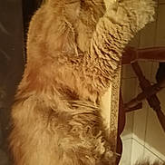 Bouni a rejoint le concours — aidez-le/la à gagner de superbes lots ! animal, cat, chair, cozy, cute, feline, floor, fluffy, fur, home, indoor, orange_cat, paw, pet, relaxed, resting, stretching, tile, whiskers, wooden_surface