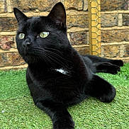 Ozzy is registered to the contest to win money with this photo: animal, architecture, blackcat, brick, building, cat, grass, lawn, manx, pet, plant, slate, wall