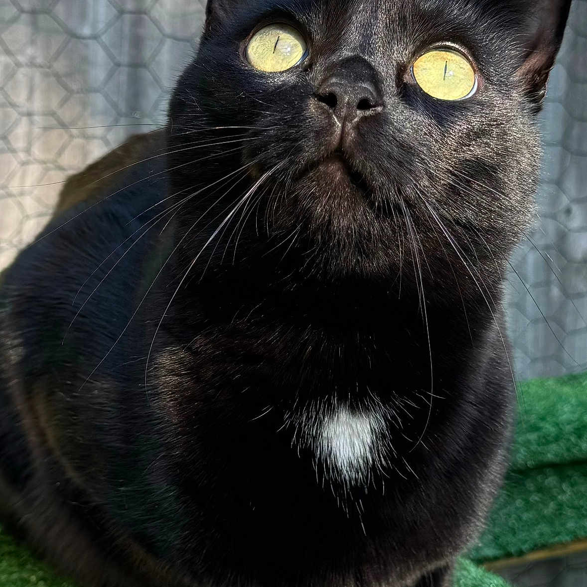 Ozzy is registered to the contest to win money with this photo: animal, blackcat, cat, manx, pet