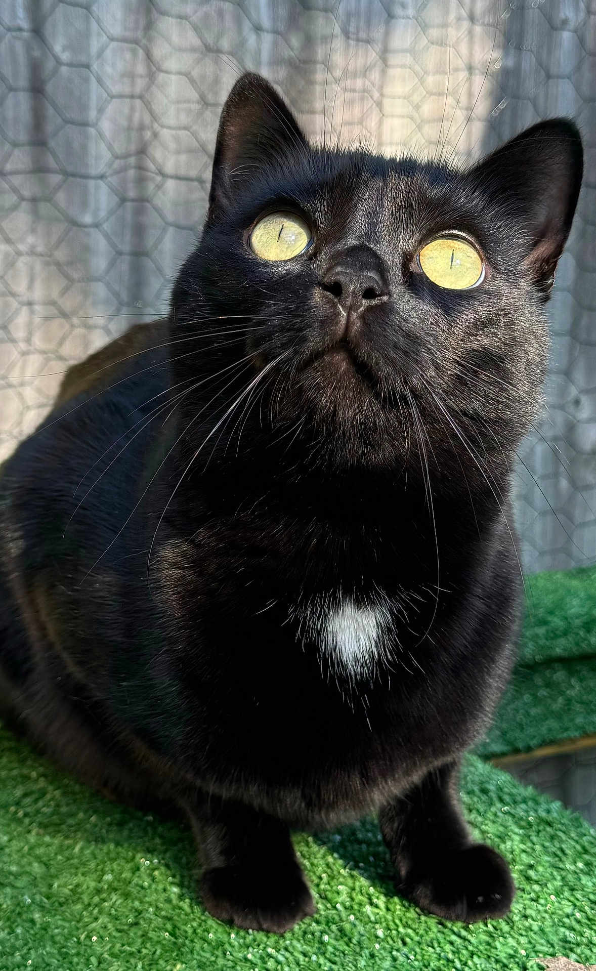 Ozzy is registered to the contest to win money with this photo: animal, blackcat, cat, manx, pet