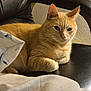 Bygil is registered to the contest to win money with this photo: cat, ginger_cat, feline, pet, indoor, chair, black_chair, fur, whiskers, relaxed, resting, home, cozy, blanket, animal, cute, domestic_animal, portrait, closeup, furniture