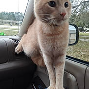 Bygil joined the competition — help win amazing prizes! cat, orange_tabby, indoor, car_interior, window, park, trees, side_mirror, animal, pet, feline, fur, whiskers, curious, alert, person_knee, vehicle, dashboard, daylight, nature_outside