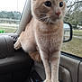 cat, orange_tabby, indoor, car_interior, window, park, trees, side_mirror, animal, pet, feline, fur, whiskers, curious, alert, person_knee, vehicle, dashboard, daylight, nature_outside