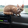 Bygil joined the competition — help win amazing prizes! cat, ginger_cat, dashboard, car_interior, animal, pet, indoor, window, suburban, vehicle, curious, fur, whiskers, ears, tail, side_view, domestic_cat, mammal, transport, feline