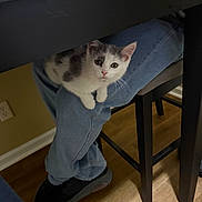 Anya is registered to the contest to win money with this photo: kitten, cat, pet, indoor, jeans, person, lap, chair, table, wooden_floor, footwear, black_shoes, curious, young_cat, feline, domestic_animal, resting, cute, small_animal, household