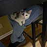 kitten, cat, pet, indoor, jeans, person, lap, chair, table, wooden_floor, footwear, black_shoes, curious, young_cat, feline, domestic_animal, resting, cute, small_animal, household