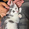 Anya is registered to the contest to win money with this photo: kitten, cat, pet, hand, lap, person, tattoo, camo_pants, floor, wooden_floor, indoor, comfort, relaxation, feline, cute, white_cat, gray_spots, nails, casual_clothing, gentle_touch