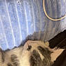 Anya is registered to the contest to win money with this photo: cat, sleeping, blue_blanket, fur, pet, cozy, indoor, closeup, texture, resting, whiskers, animal, cute, nap, soft, striped, white, gray, ear, cable
